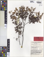 Isotype of Acacia chinchillensis Tindale [family FABACEAE]