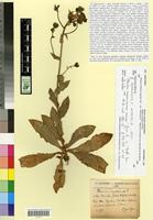 Type of Hieracium amplexicaule L. subsp. olivicolor Jahand. et Zahn. [family ASTERACEAE]