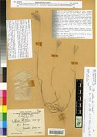 Type of Chloris tibestica Quezel [family HYACINTHACEAE]