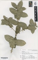 Isotype of Coprosma waima A.P.Druce [family RUBIACEAE]