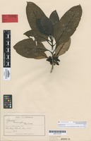 Syntype of Coprosma macrocarpa Cheeseman subsp. macrocarpa [family RUBIACEAE]
