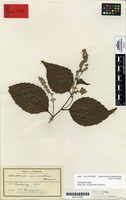 Syntype of Homalium acuminatum Cheeseman [family FLACOURTIACEAE]