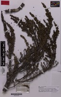 Coprosma fowerakeri D.A.Norton & de Lange [family RUBIACEAE]
