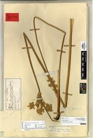 Syntype of Juncus procerus E.Meyer [family JUNCACEAE]