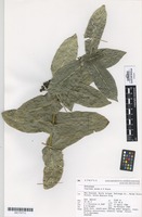Isotype of Coprosma waima A.P.Druce [family RUBIACEAE]
