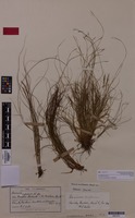 Isolectotype of Uncinia aucklandica Hamlin [family CYPERACEAE]