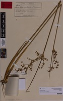 Juncus procerus E.Meyer [family JUNCACEAE]