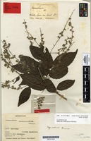 Syntype of Homalium acuminatum Cheeseman [family FLACOURTIACEAE]
