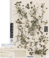 Syntype of Geranium potentilloides L'Hér. ex Dc. [family GERANIACEAE]