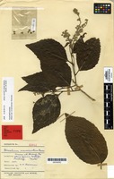Syntype of Homalium acuminatum Cheeseman [family FLACOURTIACEAE]