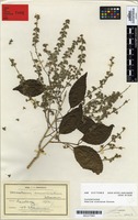 Syntype of Homalium acuminatum Cheeseman [family FLACOURTIACEAE]