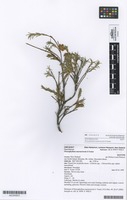 Isotype of Dracophyllum marmoricola S.Venter [family EPACRIDACEAE]