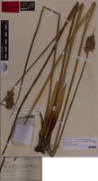 Isolectotype of Juncus procerus E.Meyer [family JUNCACEAE]