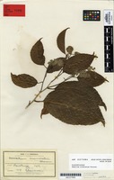 Syntype of Homalium acuminatum Cheeseman [family FLACOURTIACEAE]