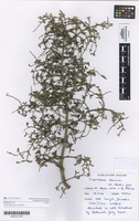 Holotype of Coprosma decurva Heads [family RUBIACEAE]
