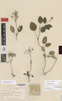 Lectotype of Jovellana sinclairii (Hook.) Kraenzl. [family SCROPHULARIACEAE]