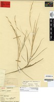 Syntype of Garnotia cheesemanii Hack. [family POACEAE]