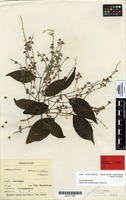 Syntype of Homalium acuminatum Cheeseman [family FLACOURTIACEAE]