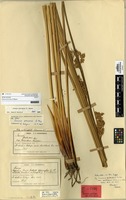 Lectotype of Juncus procerus E.Meyer [family JUNCACEAE]