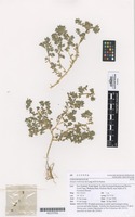 Holotype of Atriplex hollowayi de Lange & D.A.Norton [family CHENOPODIACEAE]