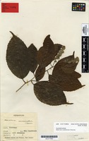 Syntype of Homalium acuminatum Cheeseman [family FLACOURTIACEAE]