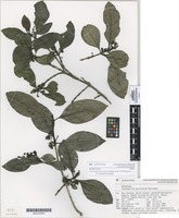 Holotype of Coprosma macrocarpa subsp. minor A.P.Druce ex R.O.Gardner & Heads [family RUBIACEAE]