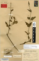 Isotype of Alternanthera altacruzensis Suess. [family AMARANTHACEAE]