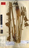 Syntype of Juncus procerus E.Meyer [family JUNCACEAE]