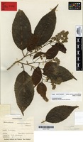 Syntype of Homalium acuminatum Cheeseman [family FLACOURTIACEAE]