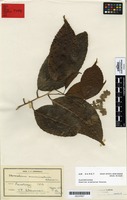Syntype of Homalium acuminatum Cheeseman [family FLACOURTIACEAE]