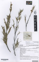 Isotype of Dracophyllum ophioliticum S.Venter [family EPACRIDACEAE]