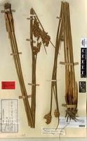 Syntype of Juncus procerus E.Meyer [family JUNCACEAE]