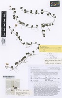 Holotype of Parahebe jovellanoides (Garnock-Jones & de Lange) de Lange [family SCROPHULARIACEAE]