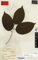 Syntype of Homalium acuminatum Cheeseman [family FLACOURTIACEAE]