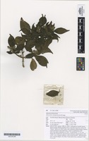 Type of Achyranthes margaretarum de Lange [family AMARANTHACEAE]