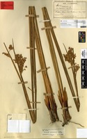 Syntype of Juncus procerus E.Meyer [family JUNCACEAE]