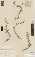 Isolectotype of Epilobium pictum Petrie [family ONAGRACEAE]