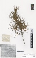 Syntype of Dracophyllum adamsii Petrie [family EPACRIDACEAE]