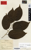 Syntype of Homalium acuminatum Cheeseman [family FLACOURTIACEAE]