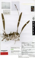 Isotype of Bulbophyllum tahitense Nadeaud [family ORCHIDACEAE]