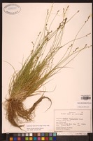 Filed as Carex laeviculmis [family CYPERACEAE]