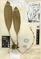 Isotype of Bulbophyllum klabatense Schlechter [family ORCHIDACEAE]