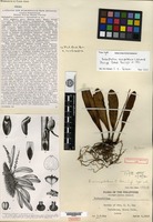 Holotype of Bulbophyllum erosipetalum C. Schweinfurth [family ORCHIDACEAE]