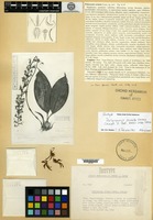Isotype of Polycycnis ornata Garay [family ORCHIDACEAE]