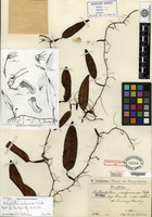 Isotype of Bulbophyllum pachyneuron Schlechter [family ORCHIDACEAE]