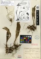 Isotype of Bulbophyllum hians Schlechter [family ORCHIDACEAE]