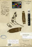Holotype of santotomasia wardiana Ormerod [family ORCHIDACEAE]