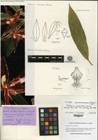 Holotype of Paphinia zamorae Garay [family ORCHIDACEAE]
