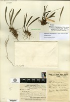 Holotype of Bulbophyllum stagmatoglossum J.J. Verm., Schuit. & De Vogel [family ORCHIDACEAE]