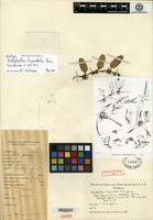 Holotype of Bulbophyllum chrysendentum Ames [family ORCHIDACEAE]